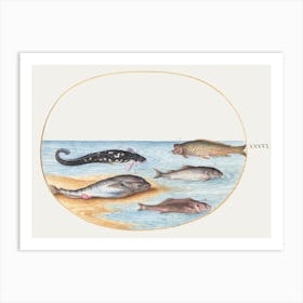 Five Fish, Including Carp (1575–1580), Joris Hoefnagel Art Print