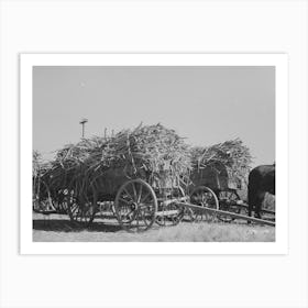 Untitled Photo, Possibly Related To Farmer Astride Horse Pulling Sugarcane To Railroad Loading Platform Near Art Print