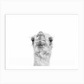 Camel'S Head Art Print