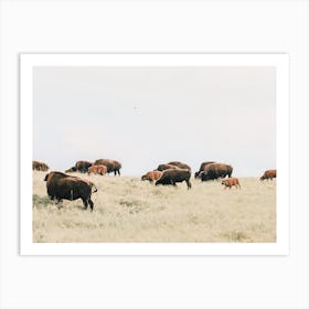 Bison Herd In Wyoming Art Print