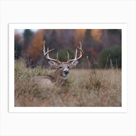 Whitetail Deer Art Print