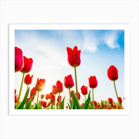 Red Tulips Art Print