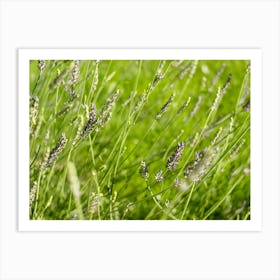 Purple Lavender in the Green Grass // Nature Photography Art Print