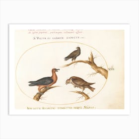 Flying And Amphibious Animals, Joris Hoefnagel (7) Art Print