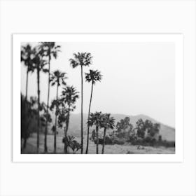 Malibu Palm Tree B&W Art Print