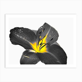 Black Lily Art Print