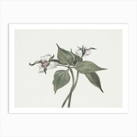 Trillium 1 Art Print