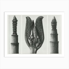 Winter Horsetail And Californian Bearberry, Karl Blossfeldt Art Print