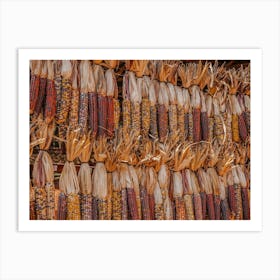 Dried Indian Corn Art Print