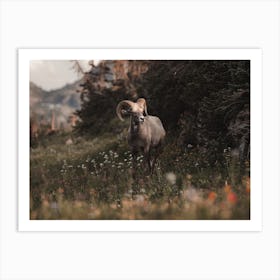 Bighorn Sheep In Wildflowers Art Print