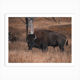 Bison In Forest Art Print