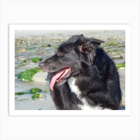 Border Collie On The Beach 2 Art Print