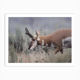 American Antelope Grazing Art Print