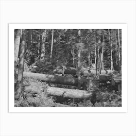 Long Bell Lumber Company, Cowlitz County, Washington, Cut Fir Logs In The Woods By Russell Lee Art Print