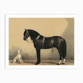 Horse And Dog Art Print