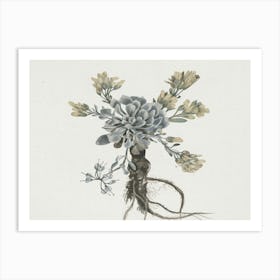 Succulents 1 Art Print