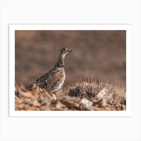 Female Sage Grouse Art Print