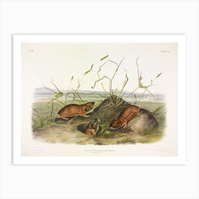 Columbia Pouched Rat, John James Audubon Art Print