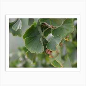 Ginkgo Leaf 5 Poster