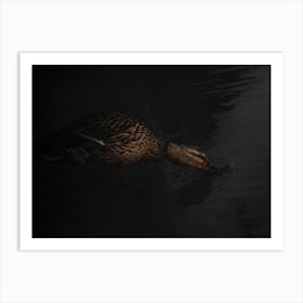 Brown Duck Drinks Water In The Dark. Art Print