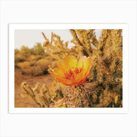 Blooming Cactus Flower Art Print