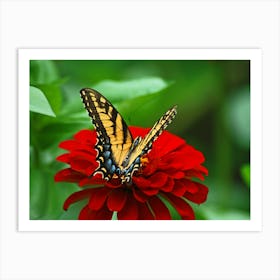 Spring Butterfly On Zinnia Art Print