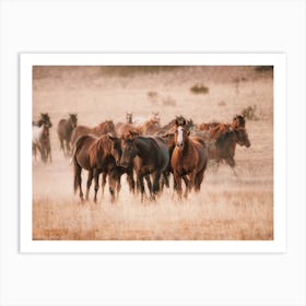 Wild Horses In Wyoming Art Print