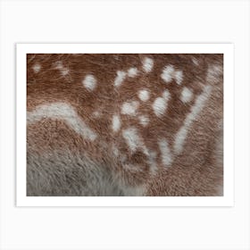 Fawn Fur Art Print