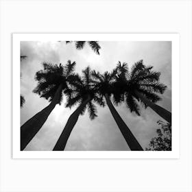 Black And White Palm Trees 3 Art Print