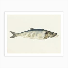 Fish, Partly Perished, Jean Bernard Art Print