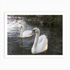 Swans In The Water Art Print