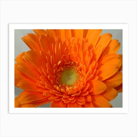 orange Art Print