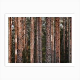 Thin Forest Trees Art Print