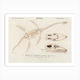 Plesiosaurus, Charles Dessalines D'Orbigny Art Print