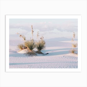 Yucca Plants In White Sand Art Print