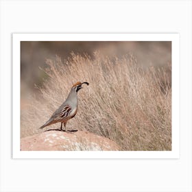 Desert Gambels Quail Art Print