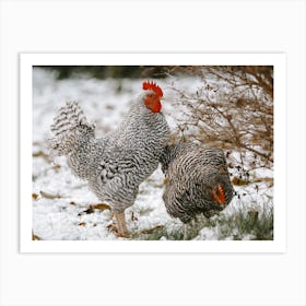 Two Chickens In Snow Art Print