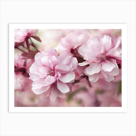 Cherry Blossoms Art Print