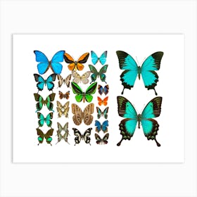 Collection Of Mix Butterflies Art Print