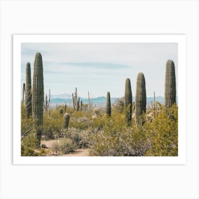 Saguaro Cactus Scenery Art Print