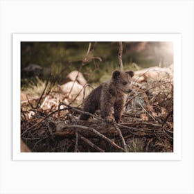 Little Brown Bear In Woods Art Print