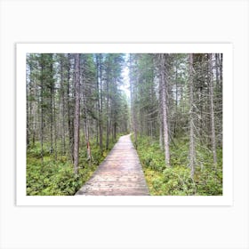 Where Does It Lead? Woodland Path Art Print