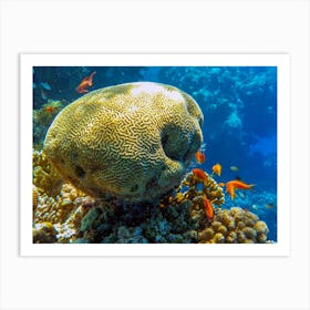 Coral Reef In The Red Sea Art Print