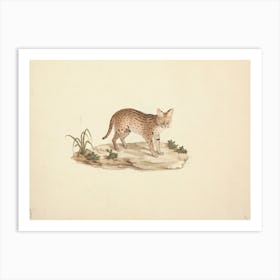 African Wildcat Or Serval, Luigi Balugani Art Print
