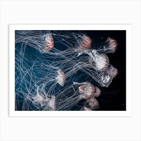 Travelling Jellyfish Art Print