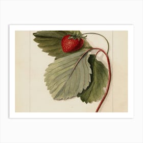 Strawberry 1 Art Print