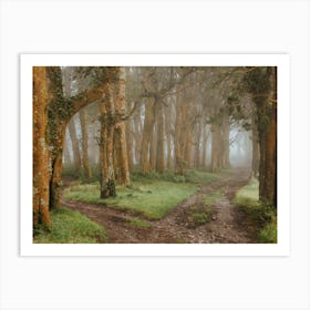 Foggy Forest Art Print