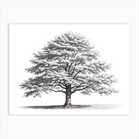 maple tree pencil sketch ultra detailed 1 Art Print