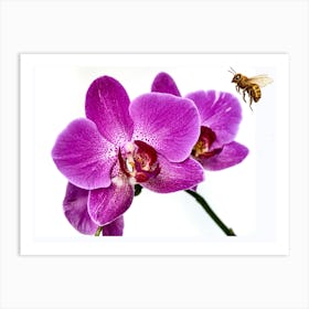 Bees And Orchids Art Print