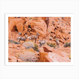 Desert Bighorn Sheep Art Print